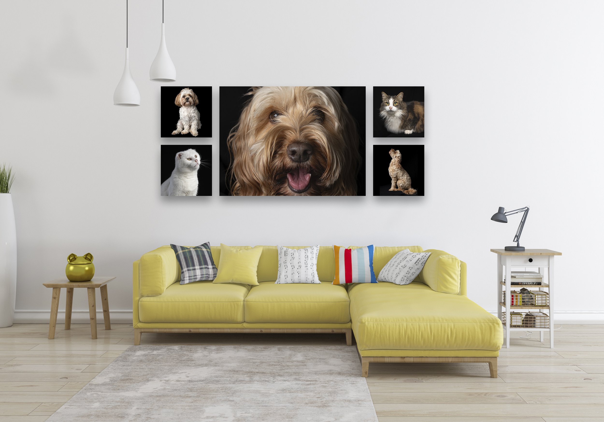 Beauitful pet portrait gallery in modern Wellington home.jpg