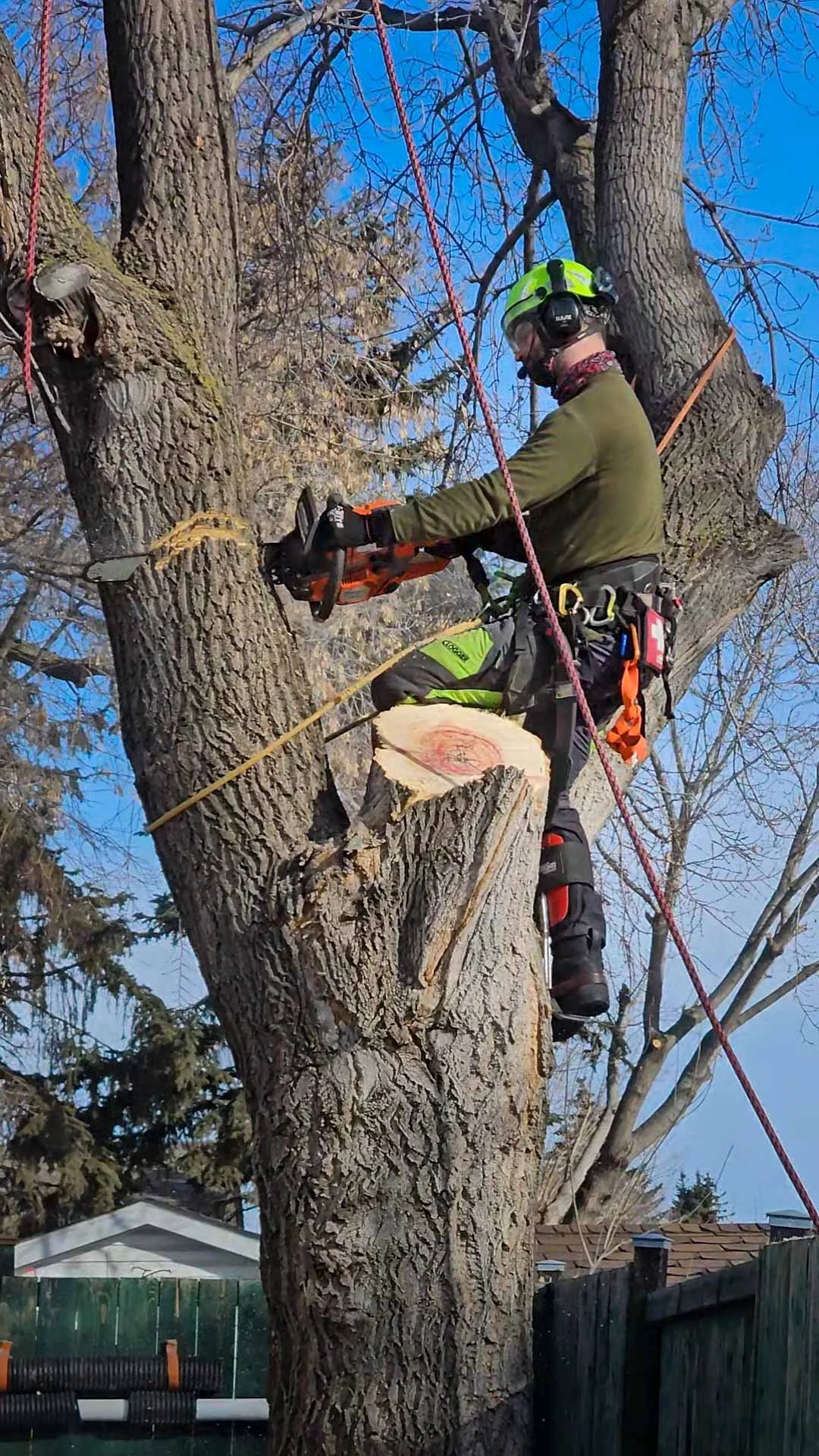 Arborist using a chainsaw to cut branches from a large tree, wearing safety gear and secured with ropes.