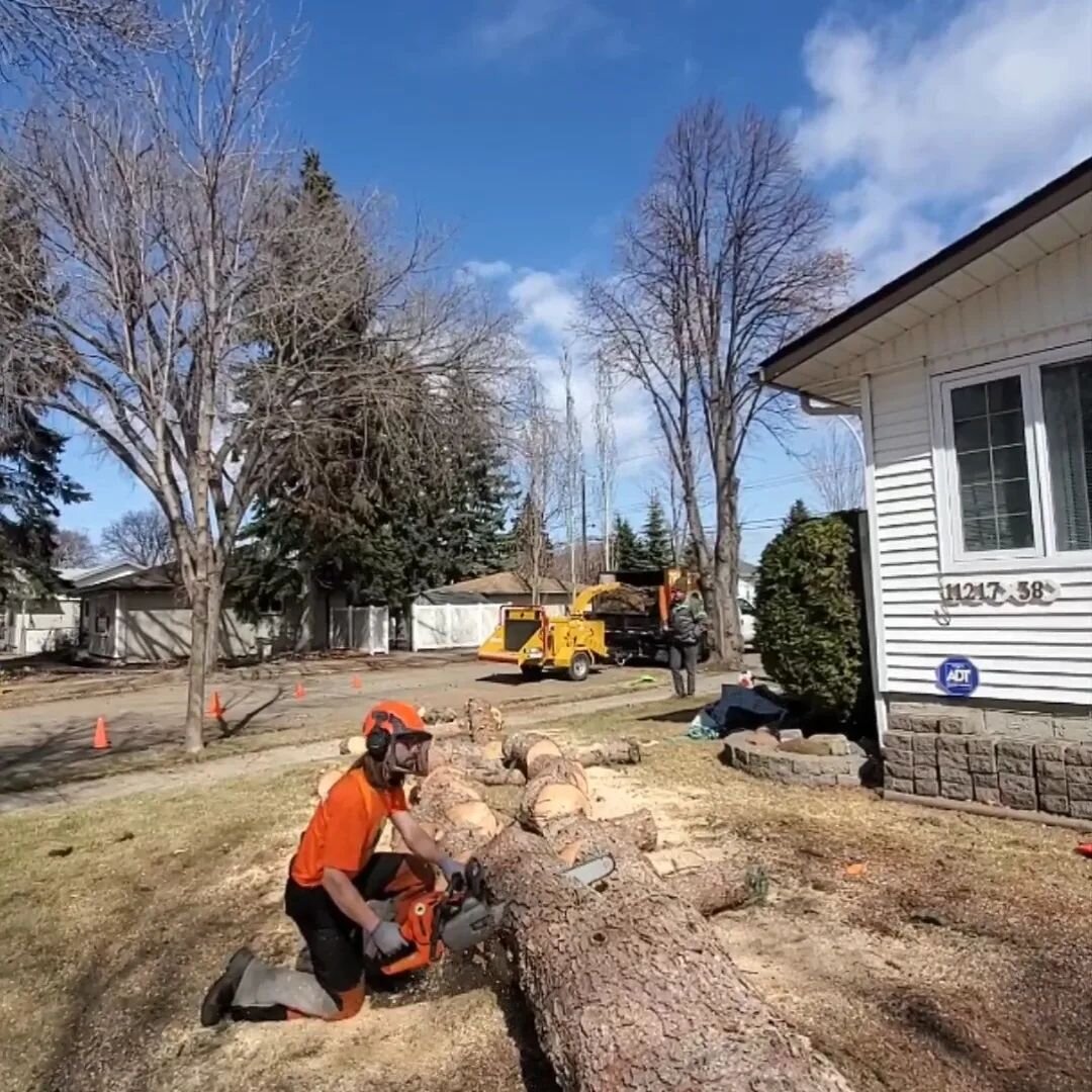 Busy getting everyone's trees ready for spring.