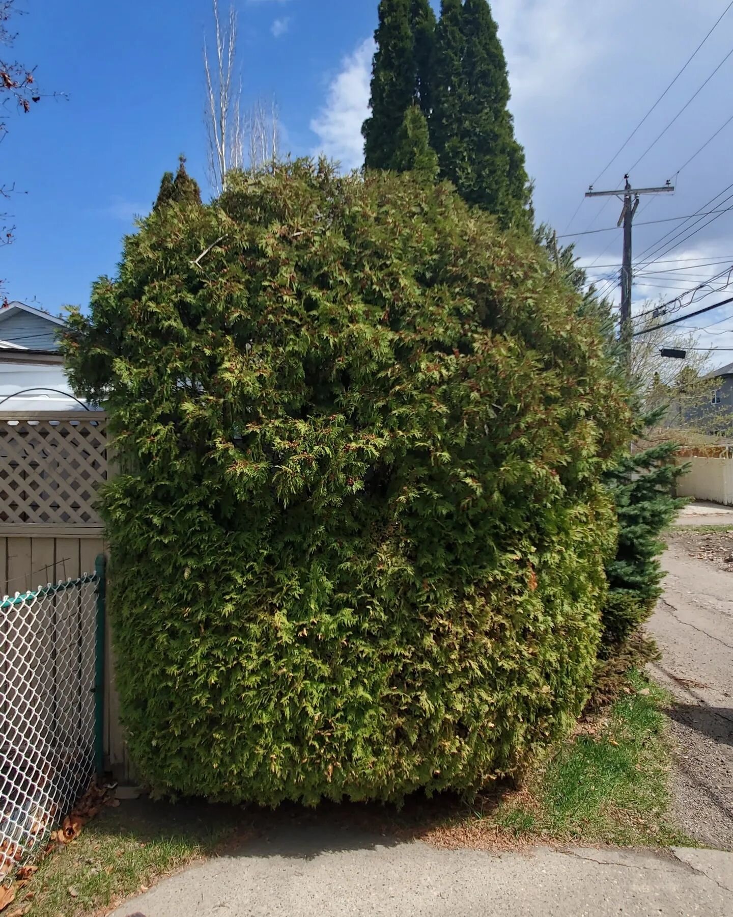 Before &amp; After. This client found that the Bush had grown too high for them to prune. And also it had created a blind spot when backing out. We shaped it back as much as we could to make it safer. What do you think? 
Need your hedges trimmer too?