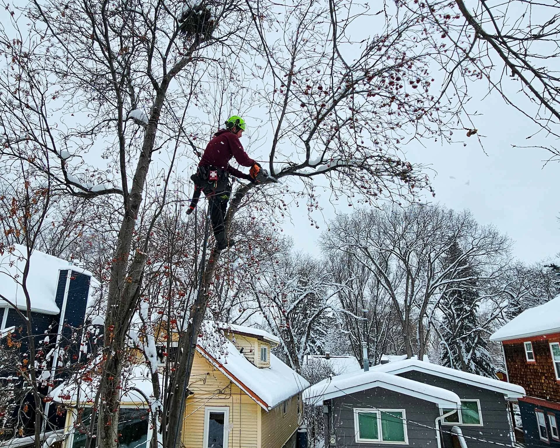 Storm-Damaged Trees in Edmonton: What To Do After High Winds or Heavy Snow