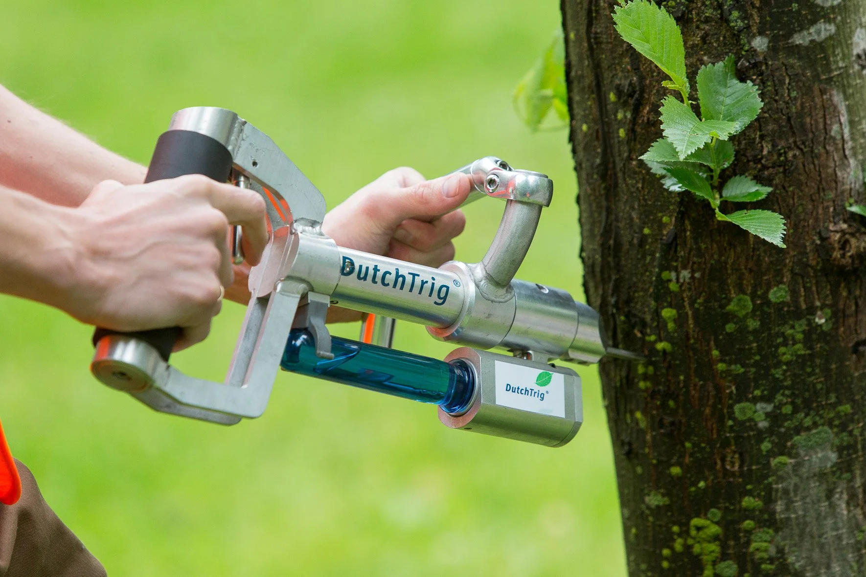 Preventing Dutch Elm Disease in Edmonton with Elm Injections