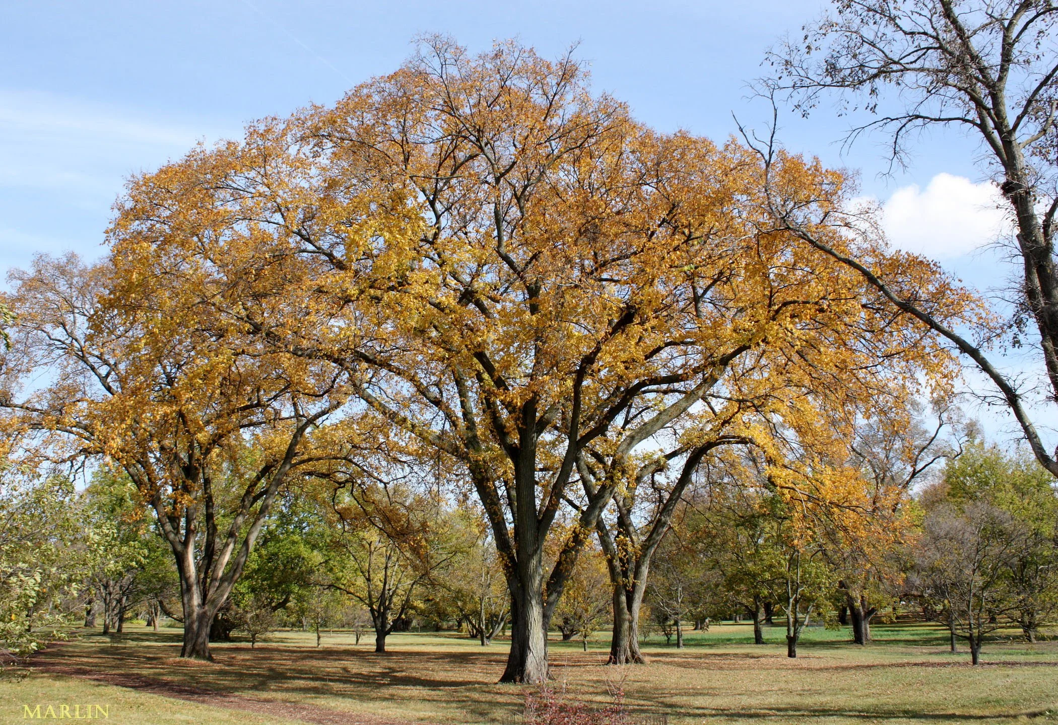 American Elm Tree in Fall