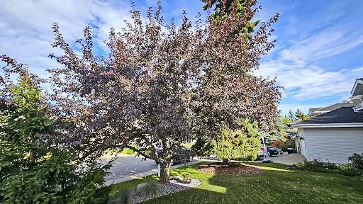 20250717-Flowering Crabapple-01.jpg