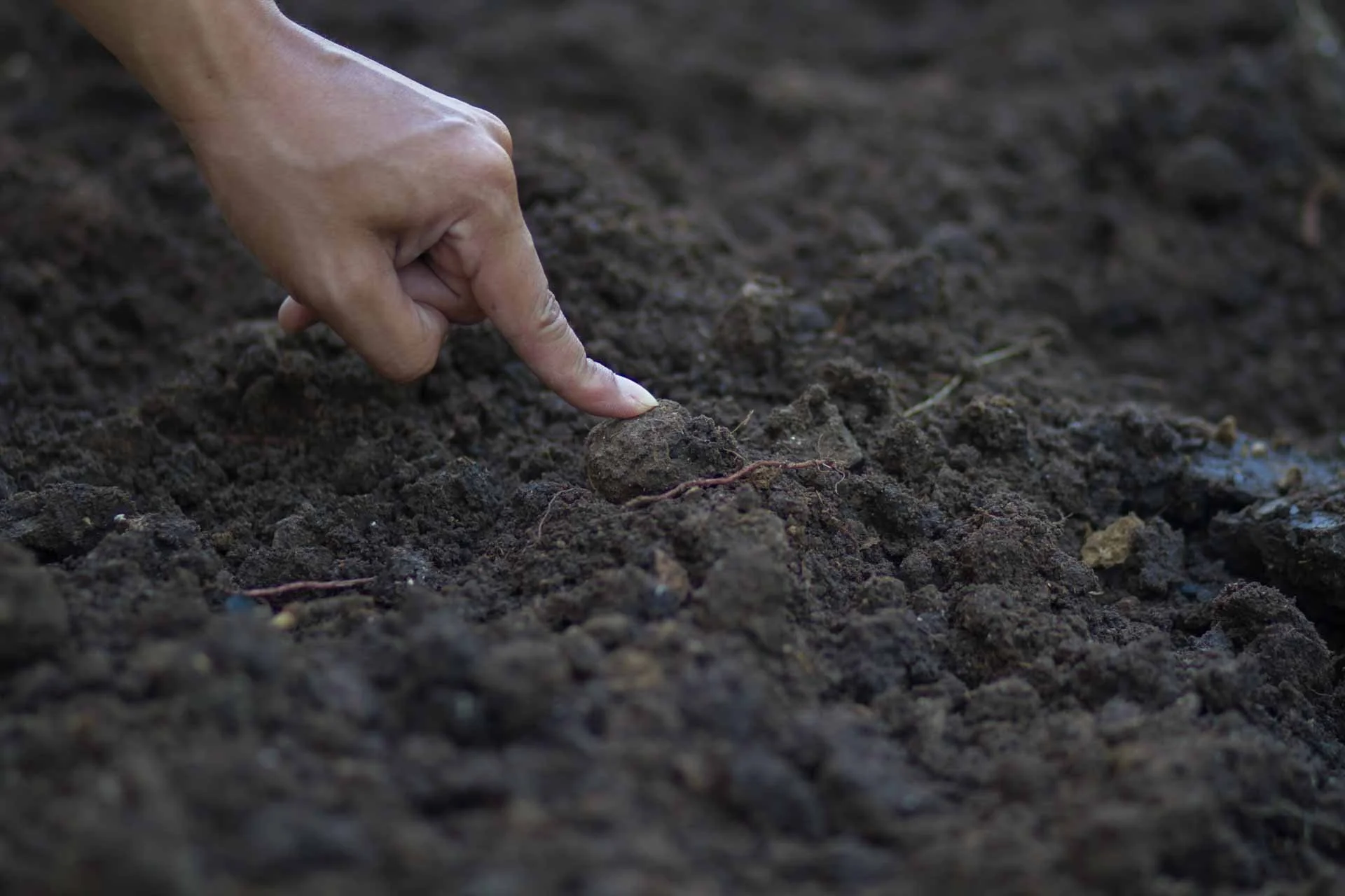 A close-up image of a hand pressing into dense clay soil. The compacted texture illustrates how heavy clay soils retain moisture and limit drainage, which can affect root health and tree stability in Edmonton landscapes.