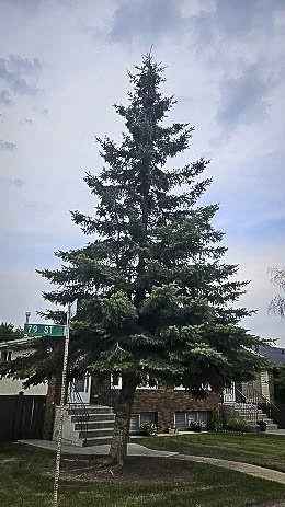 White Spruce tree in yard