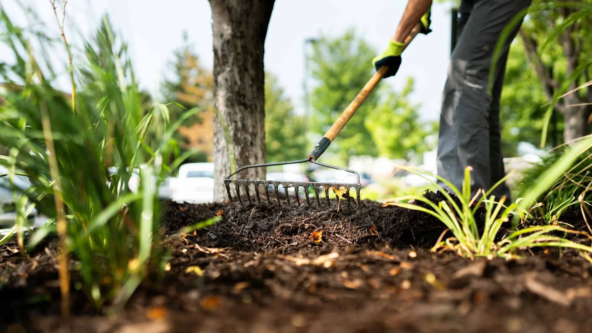 Applying wood chip mulch around the base of a tree to improve soil health and protect the root zone.