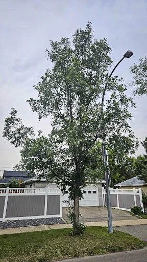 20250717-burr oak 2.jpg