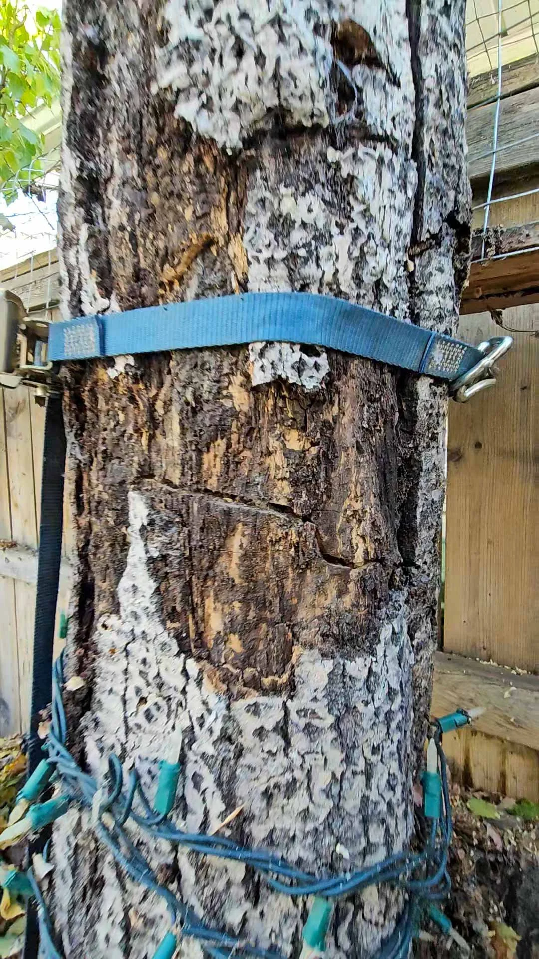 The above shows a horizontal crack. This crack was opening and closing as the tree moved with the breeze. The tree required immediate removal.