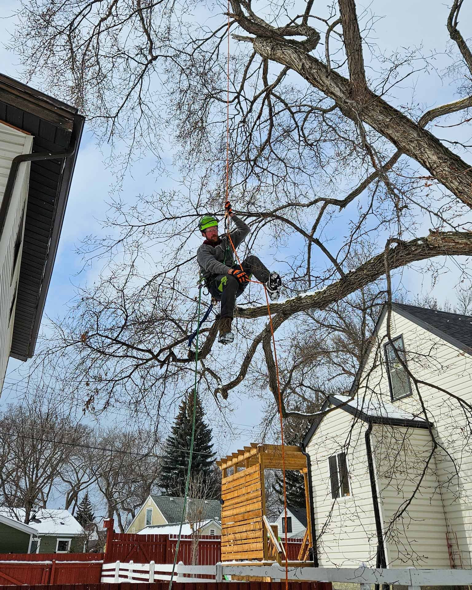 Arborist performing structural pruning near a residential home in Edmonton to reduce storm risk