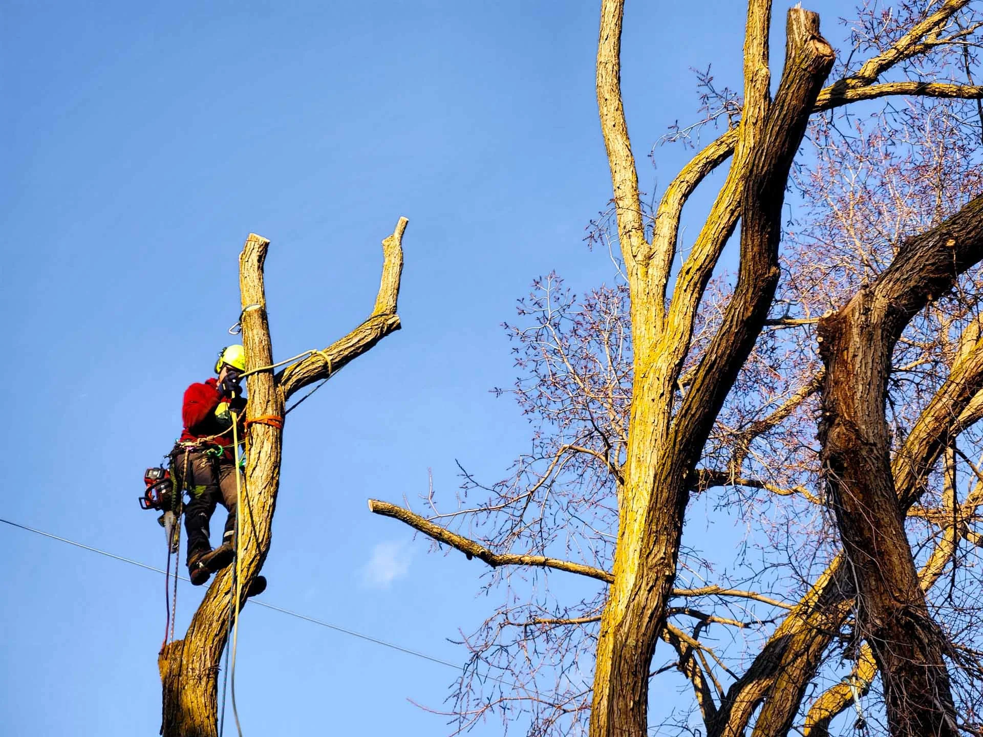Professional arborist performing controlled tree removal in a residential Edmonton neighbourhood