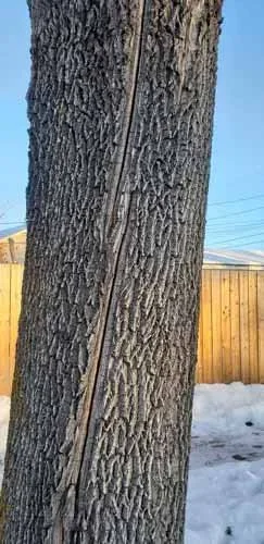 The above shows a frost crack in a green ash - frost cracks don’t affect the structural stability of treesThe above shows a frost crack in a green ash - frost cracks don’t affect the structural stability of trees