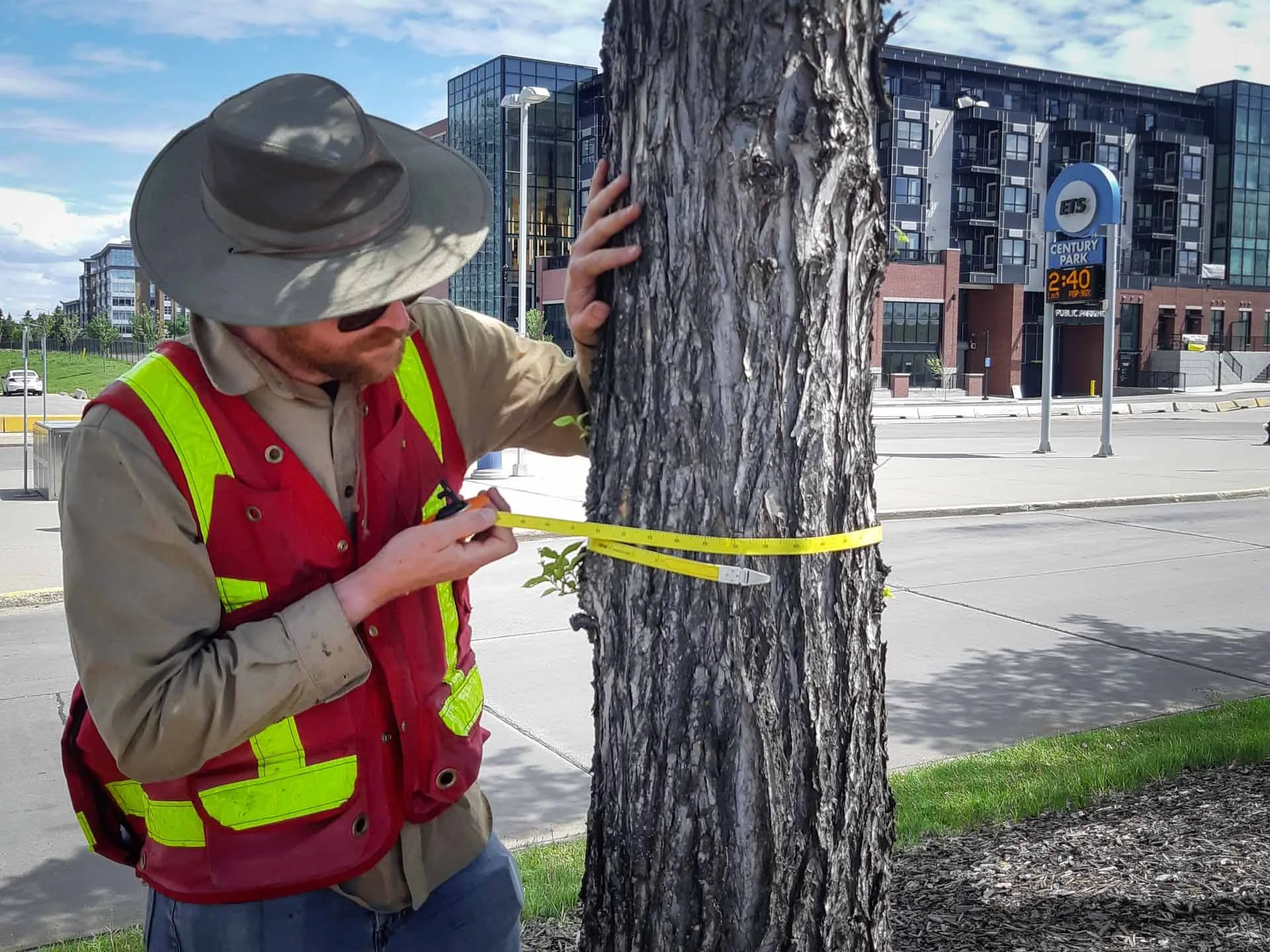 Protecting Trees on Construction Sites in Edmonton: Tree Protection Plans & Best Practices