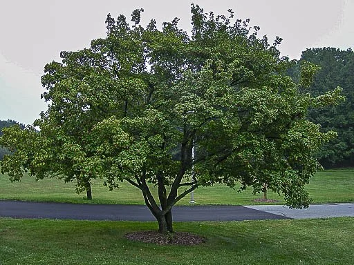 Amur Maple tree in yard
