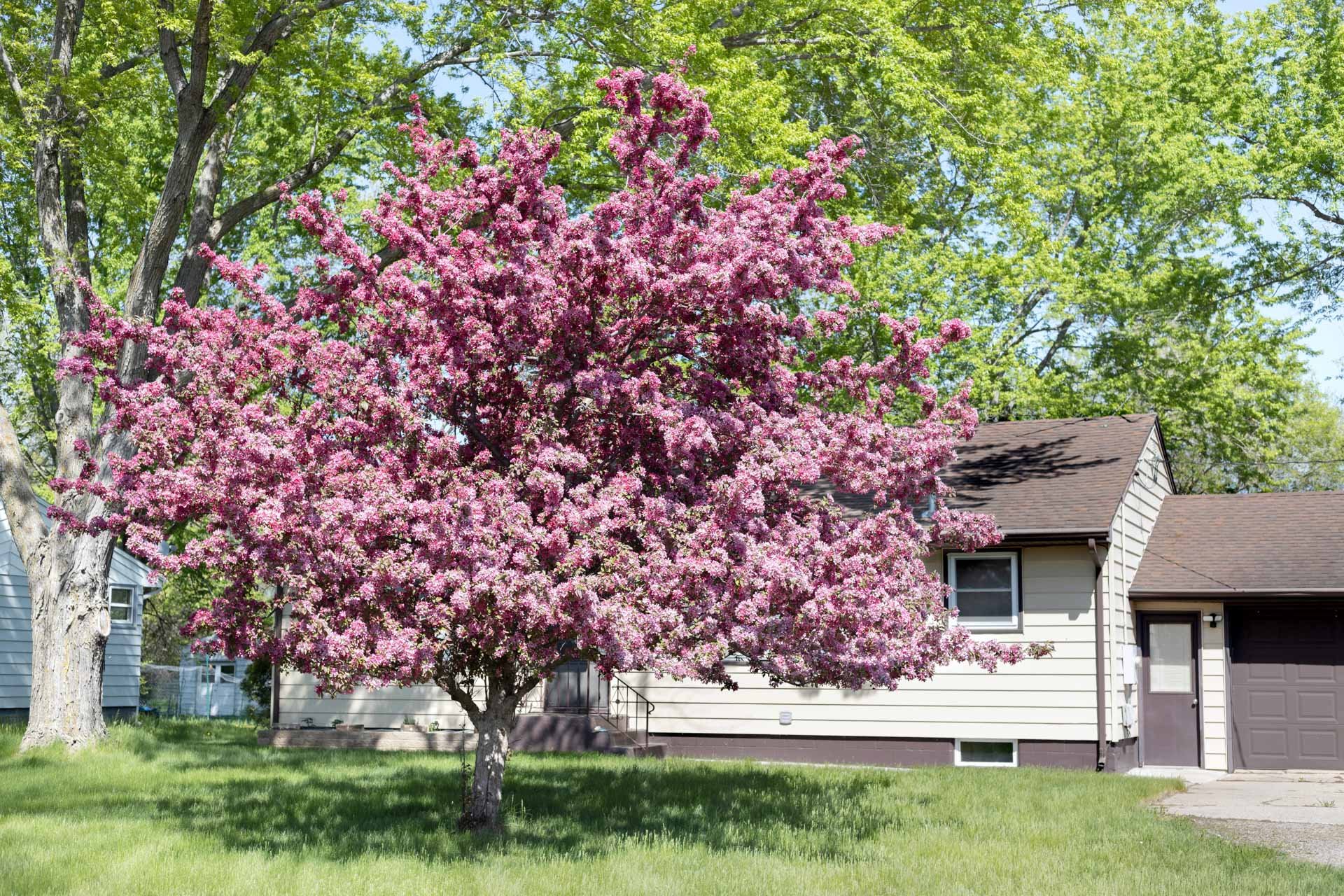 Top 5 Low-Maintenance Trees for Edmonton Yards (and How to Care for Them)
