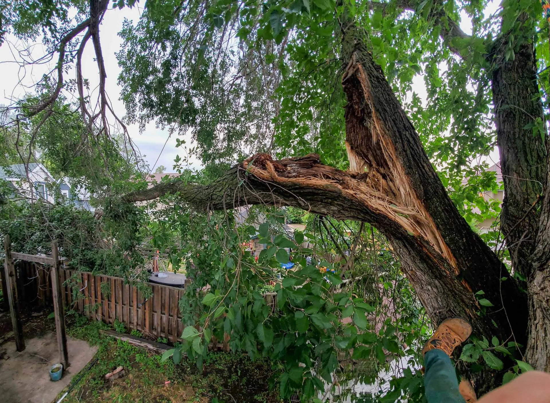 Is Your Tree at Risk? Tree Removal vs Saving Trees in Edmonton