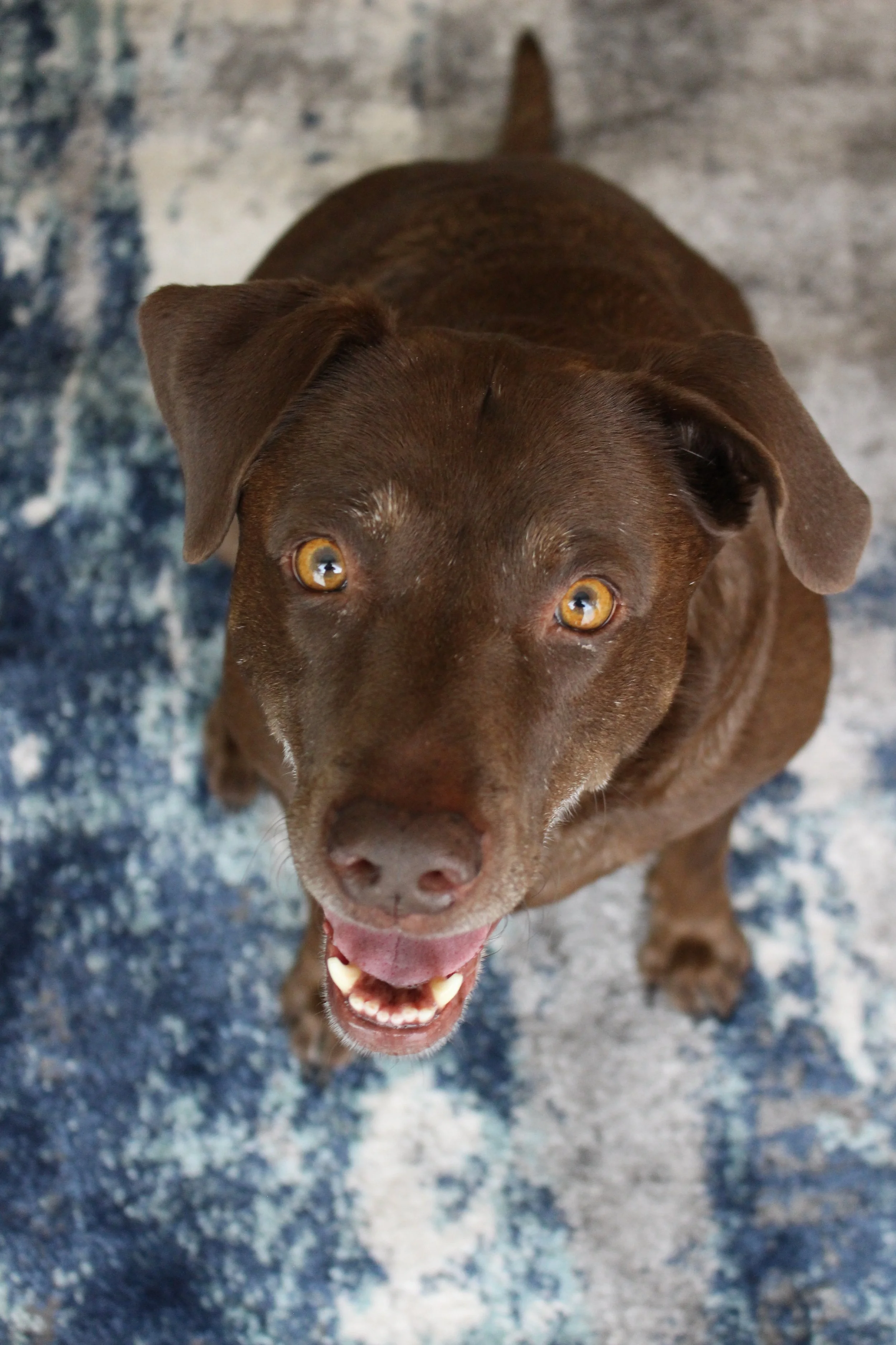 therapy dog, animal assisted therapy