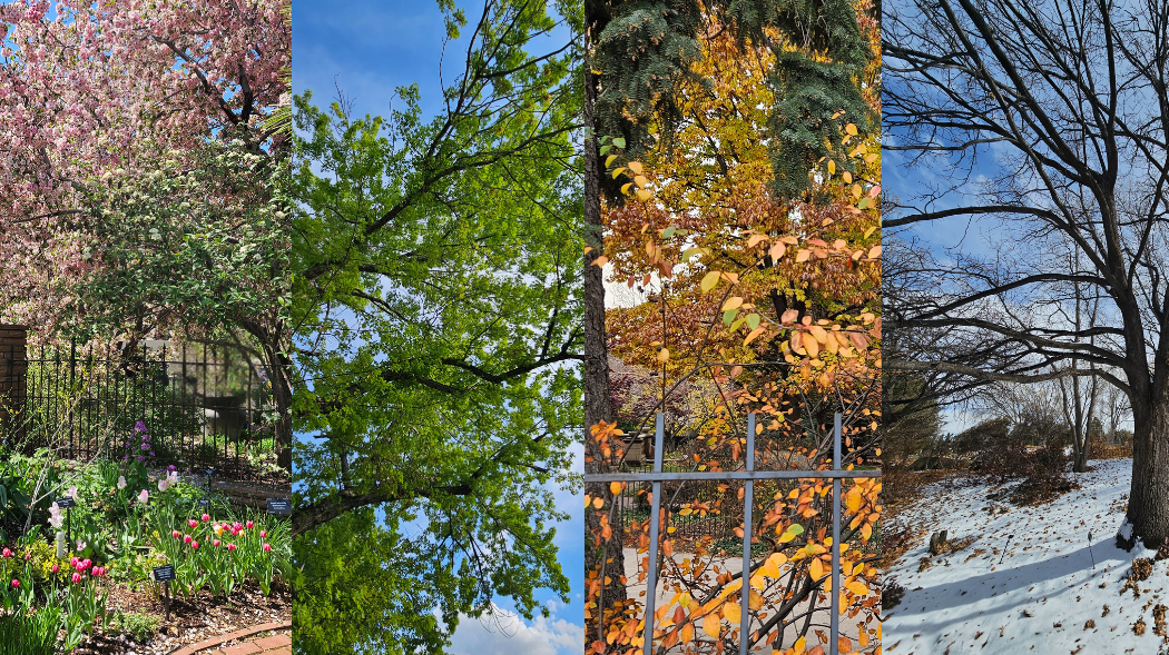 A collage of four trees in different seasons: a blooming pink cherry blossom tree, a bright green summer tree against a blue sky, a tree with autumn orange and yellow leaves, and a leafless tree with snow on the ground.