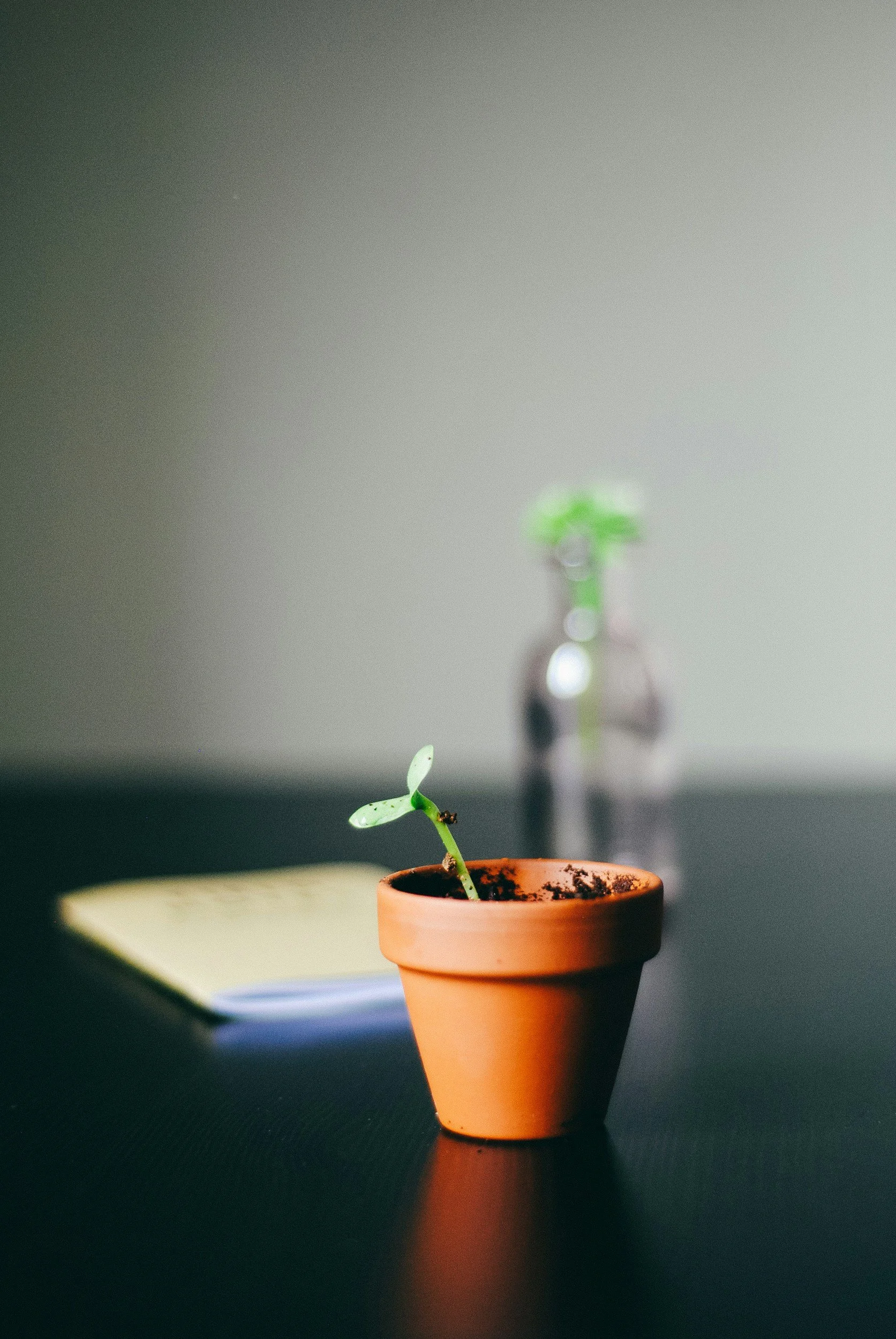 Small plant sprouting in a terracotta pot with a blurred glass jar containing another plant in the background, placed on a dark surface with a notebook nearby.