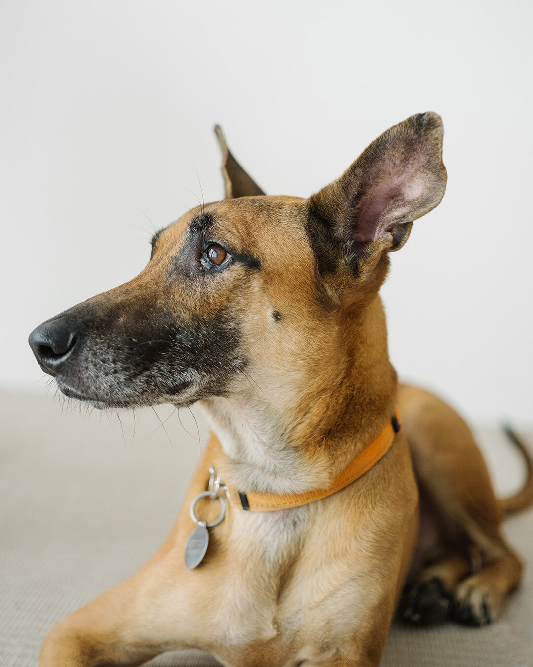 𓃢 Fitch is a mongrel adopted from a shelter and he became a big brother to a baby boy almost a year ago! He was really excited during the family photoshoot and loved sitting on the mat so much that even when we moved to another corner of the studio,