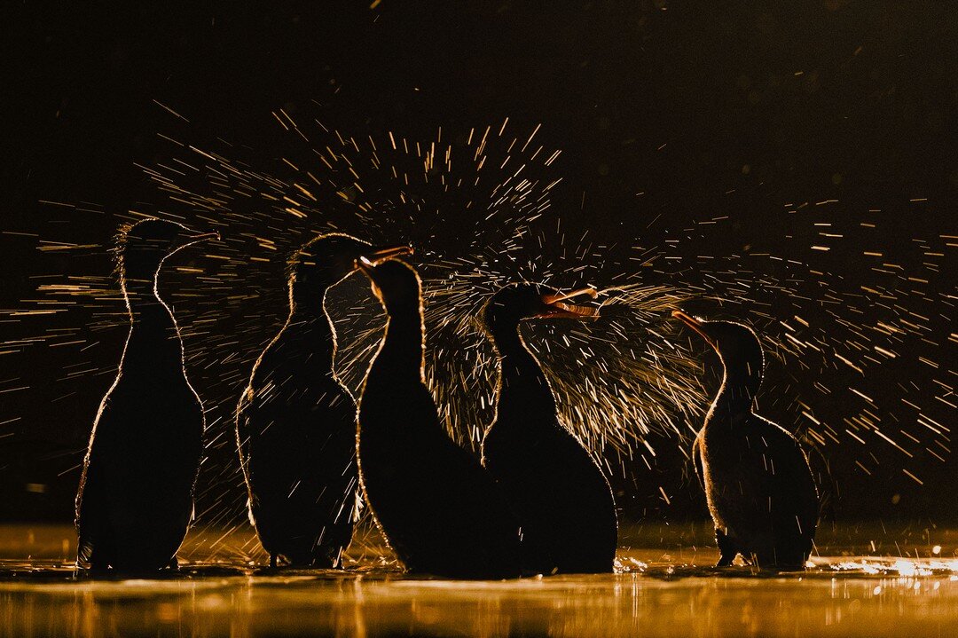 Under the canvas of the golden hour, nature&rsquo;s own sparklers dance on water - the comorants silhouetted figures framed by the blasting water in golden light.
#NaturePhotography #Wildlife #comorants #birdphotography