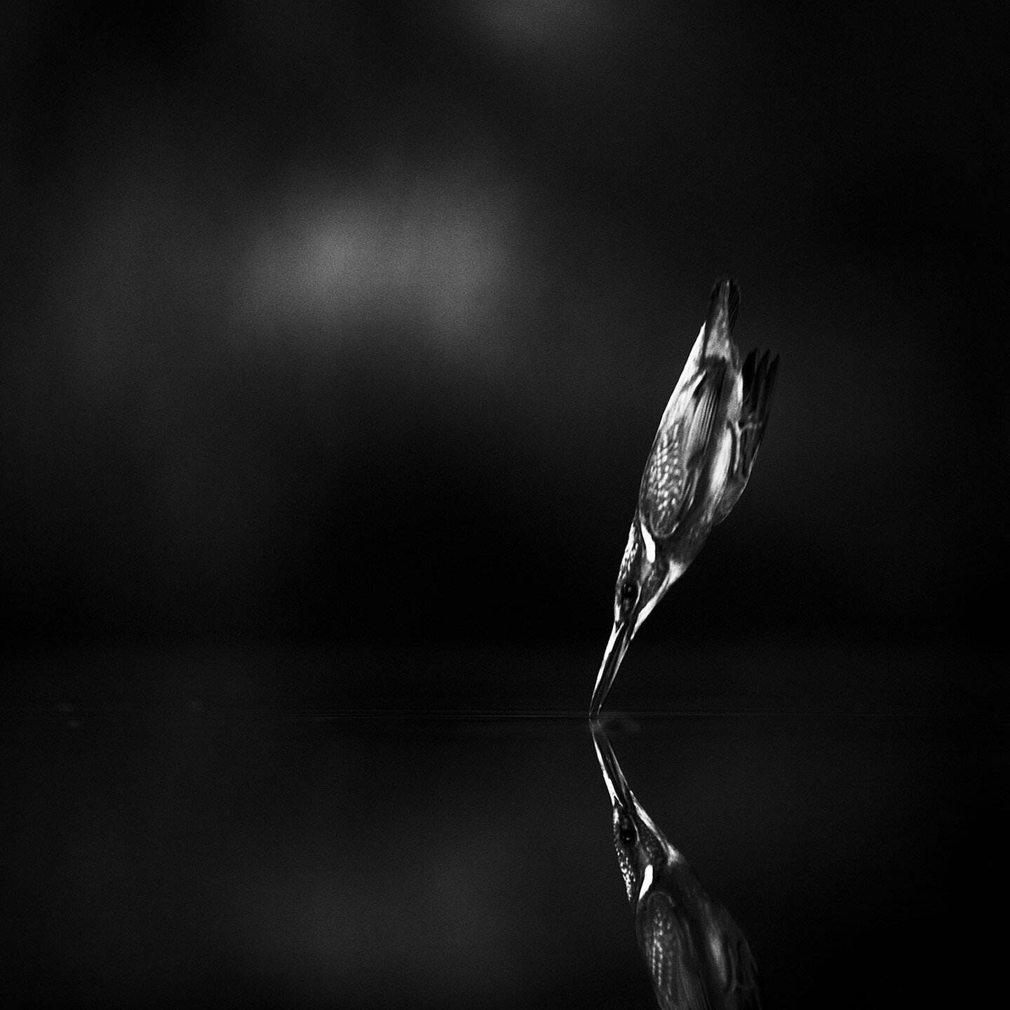 The Very Fast Mr King Fisher in Black &amp; White Fineart