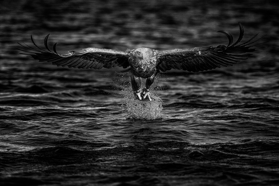 The majestic eagle catching the fish #birdsofprey #bwphoto #birdsinflight #photography #wildnature