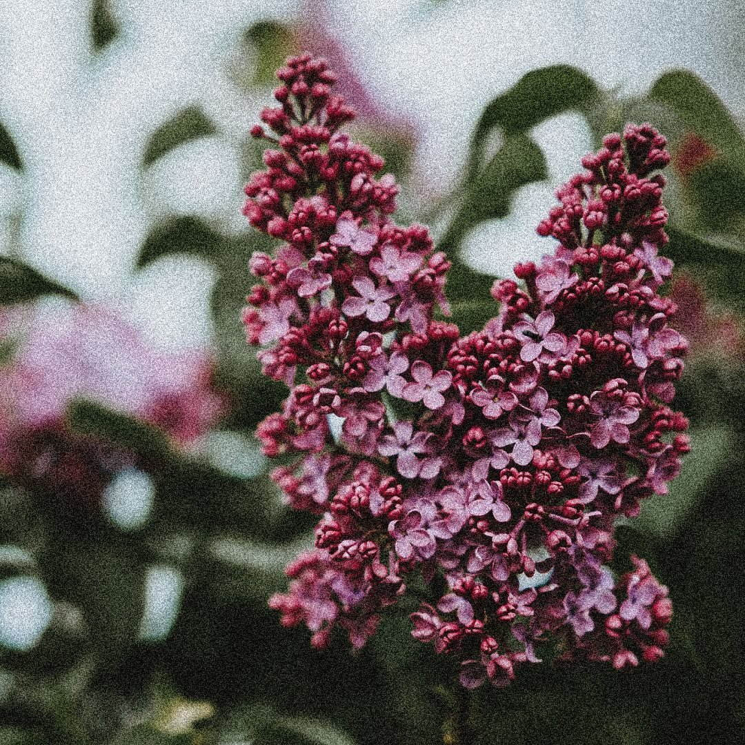 Did you know that lilac isn&rsquo;t just a fragrant flower? 🌸 

It&rsquo;s also a flavorful gem that we&rsquo;ve carefully incorporated into our delicious low-alc &lsquo;Notes of Red&rsquo; wine. 

From its delicate aroma to its subtle sweetness, li
