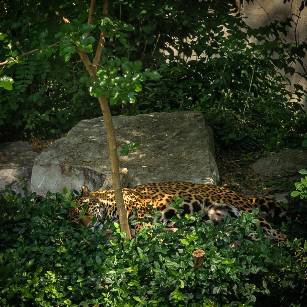 Zoo_0109.JPG