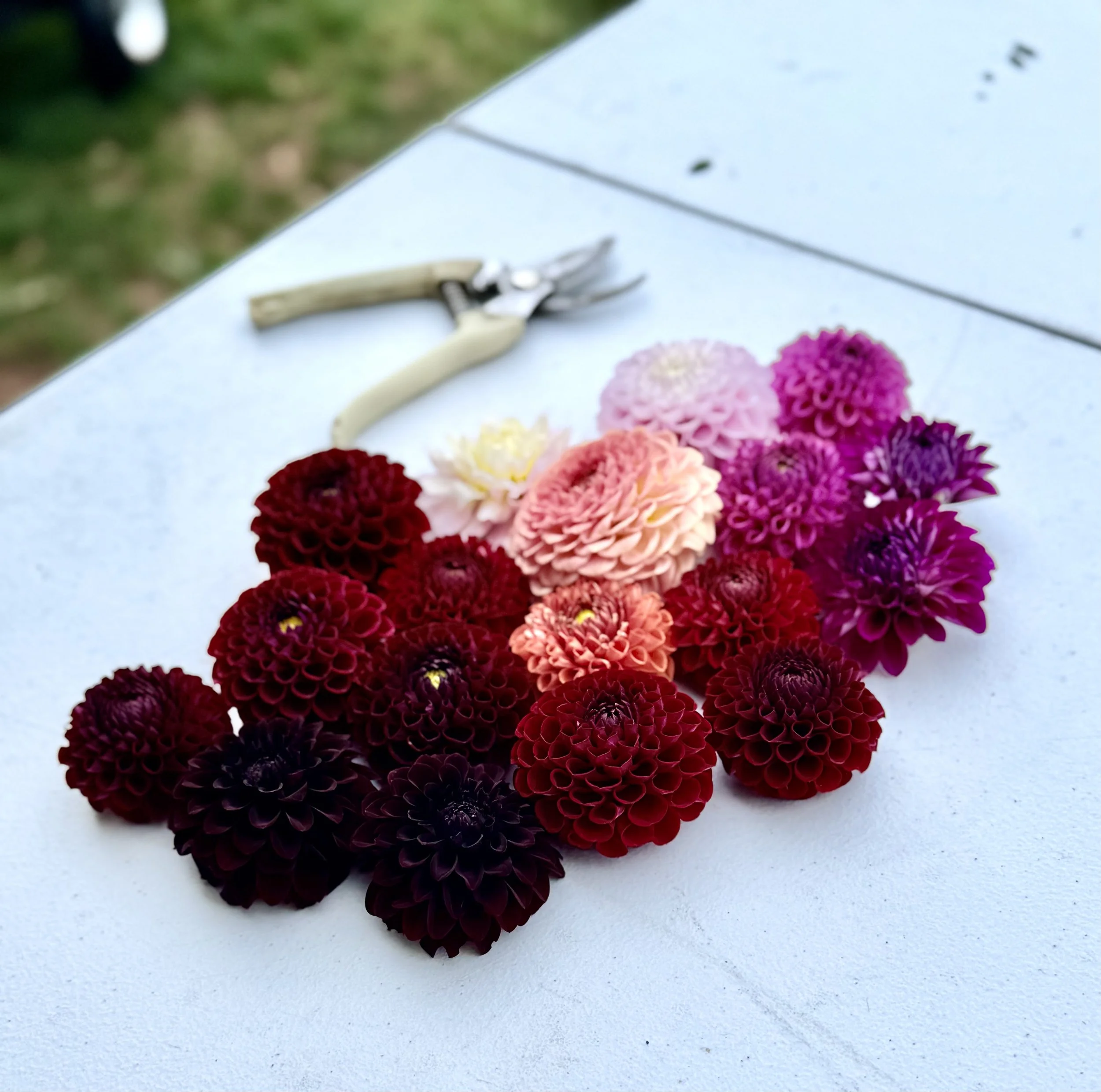 2025 Dahlias_2123.jpeg