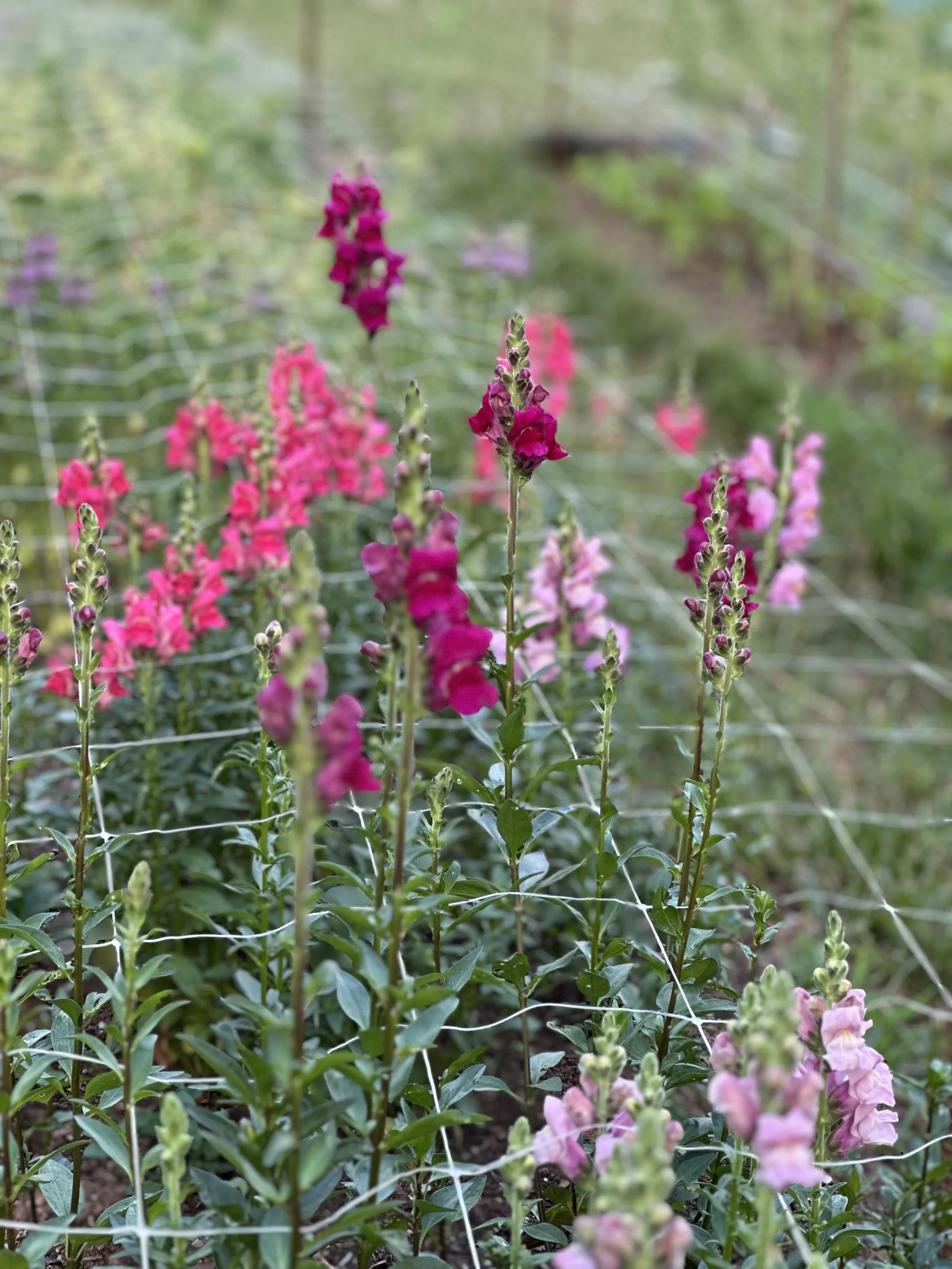 2024 Snaps 5092.jpeg