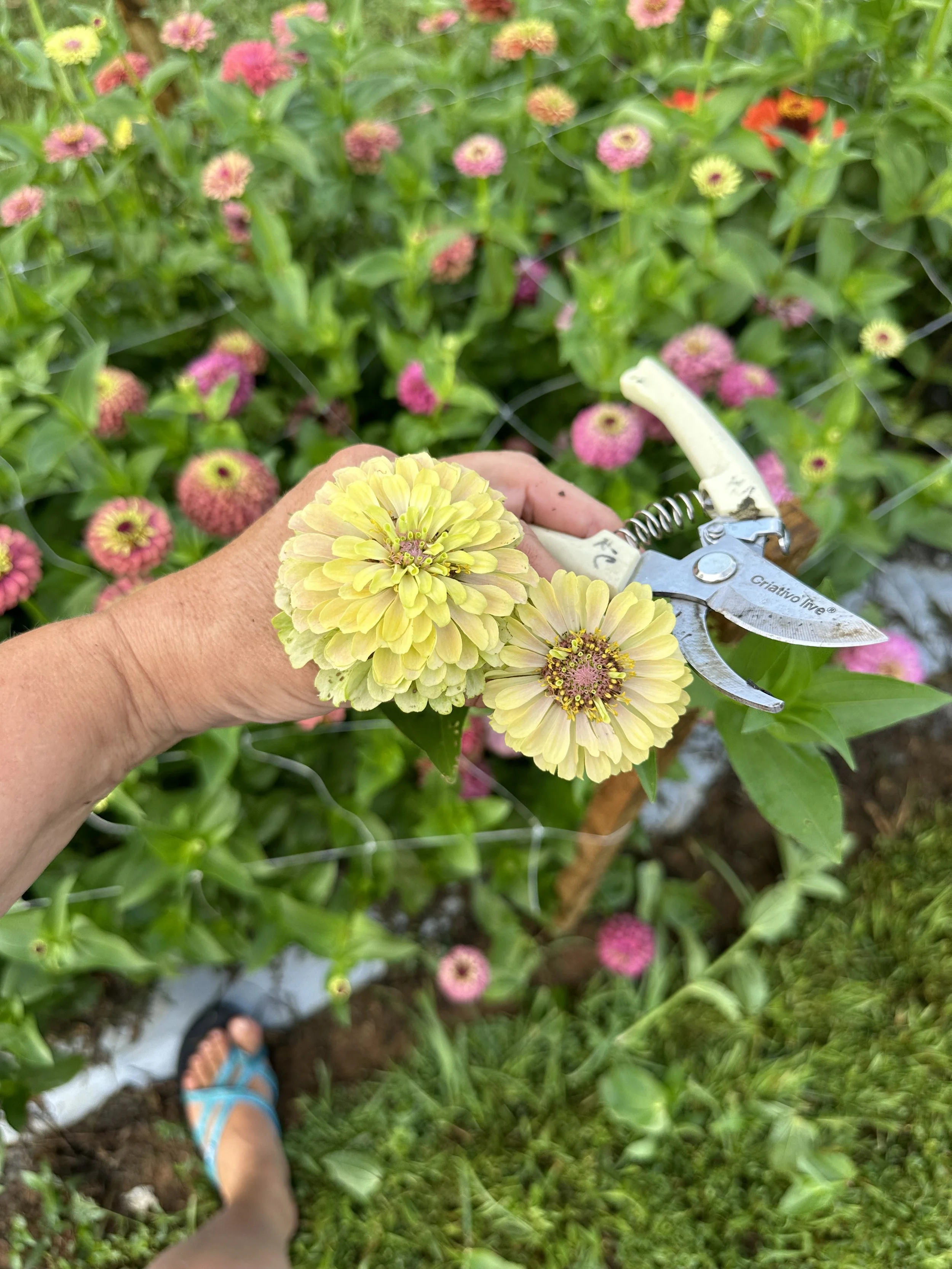 2024 Zinnias 5167.jpeg