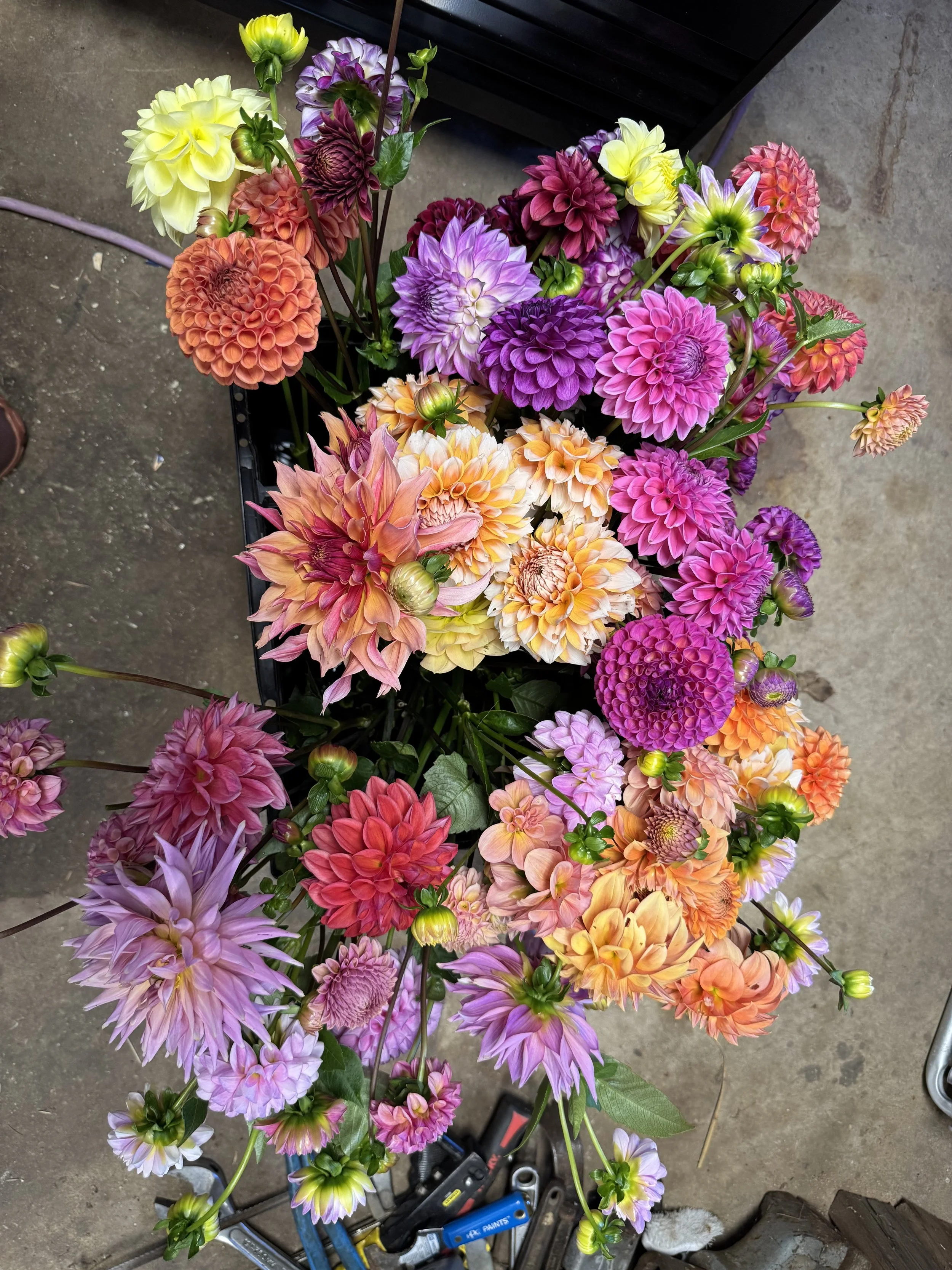 Dahlia bunches