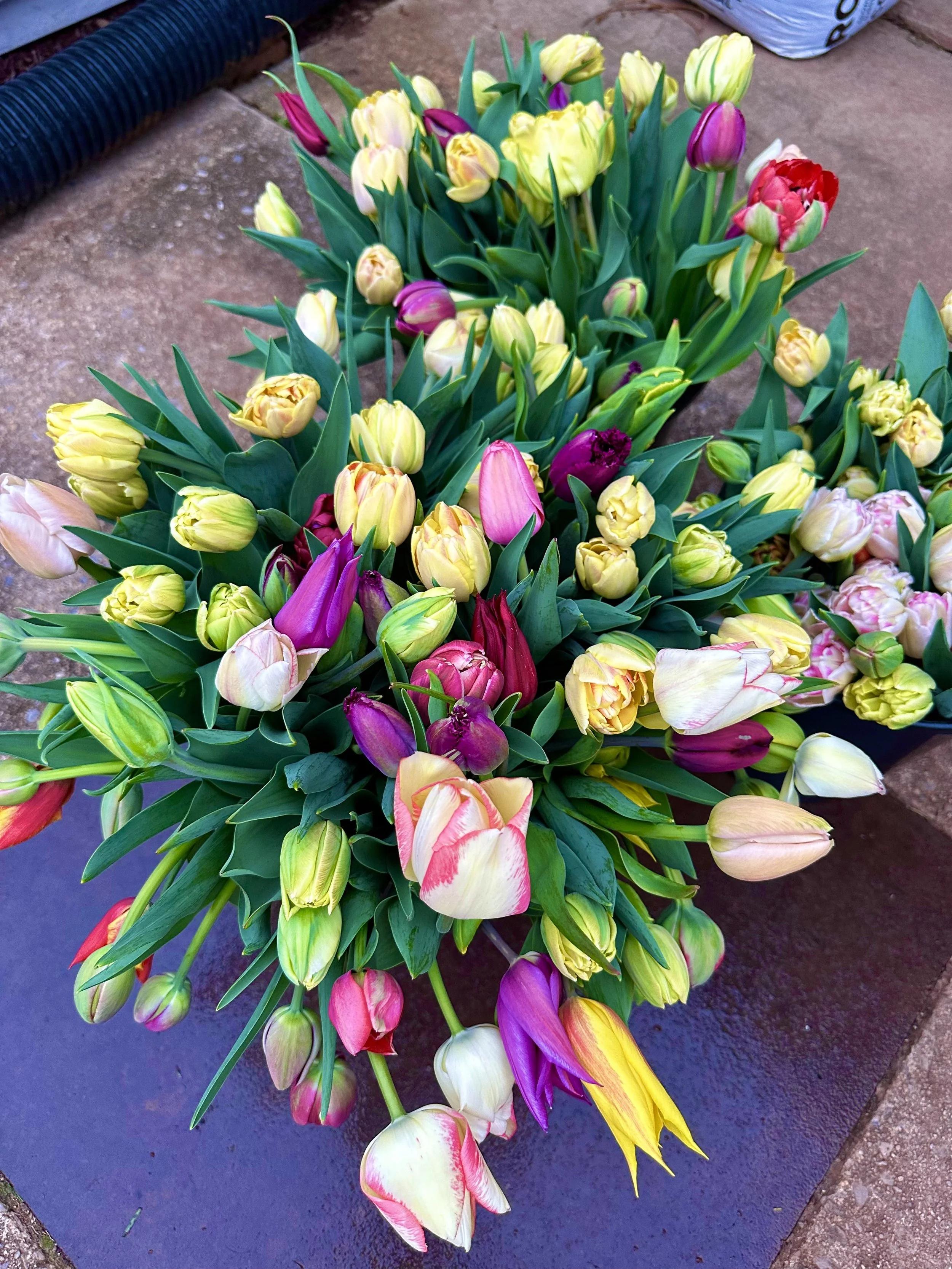 2024 4-11 tulips 4213.jpeg