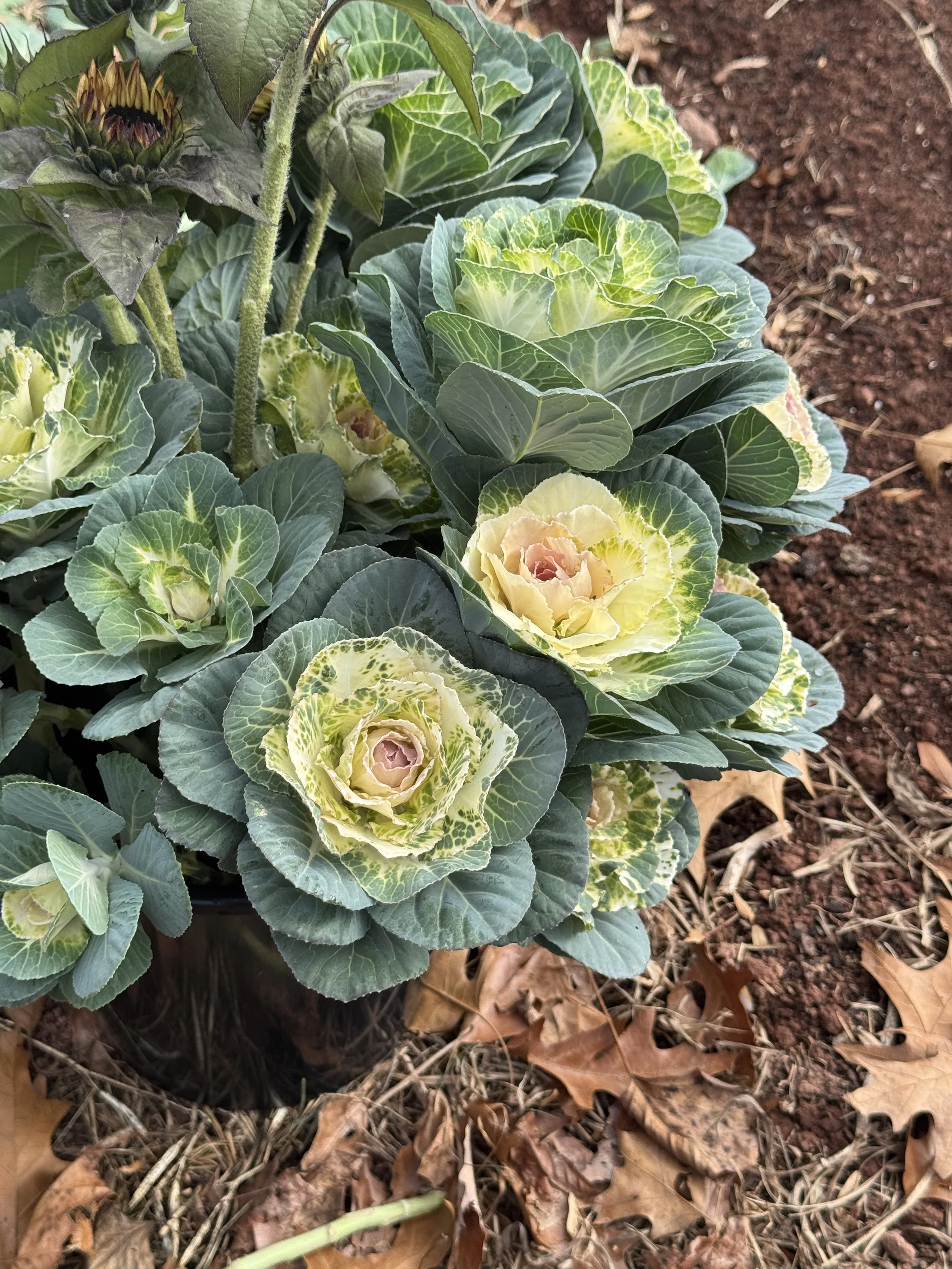 Fall cabbage_0127.jpeg