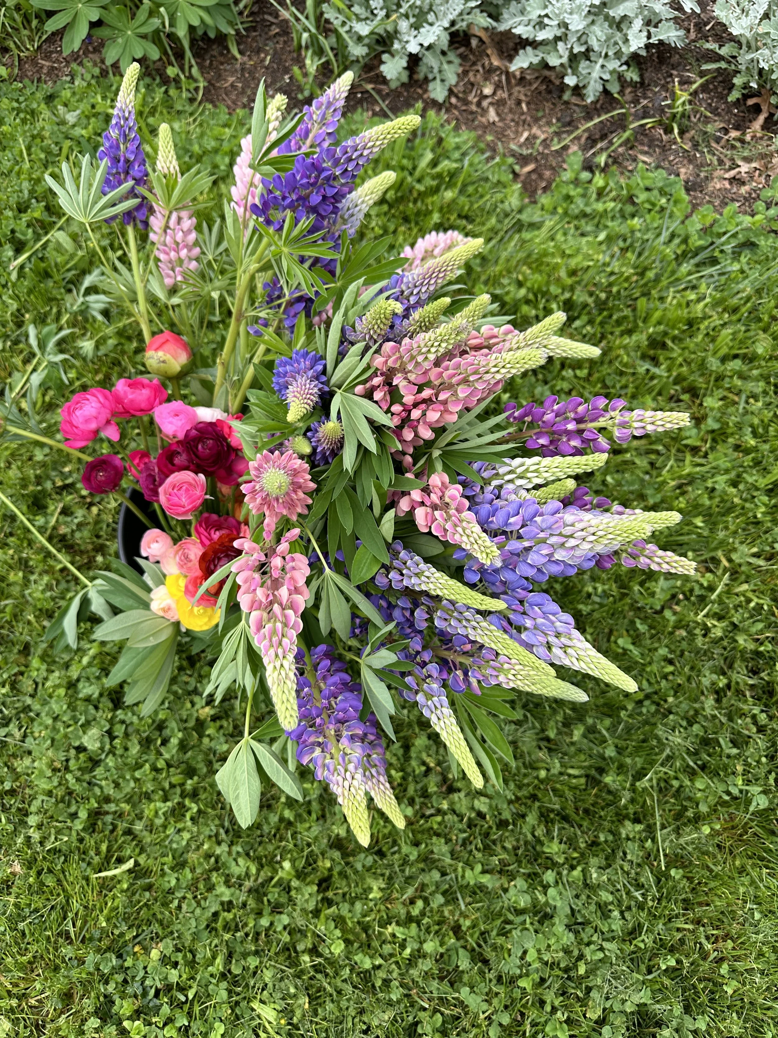 2024 May flowers lupin 4492.jpeg