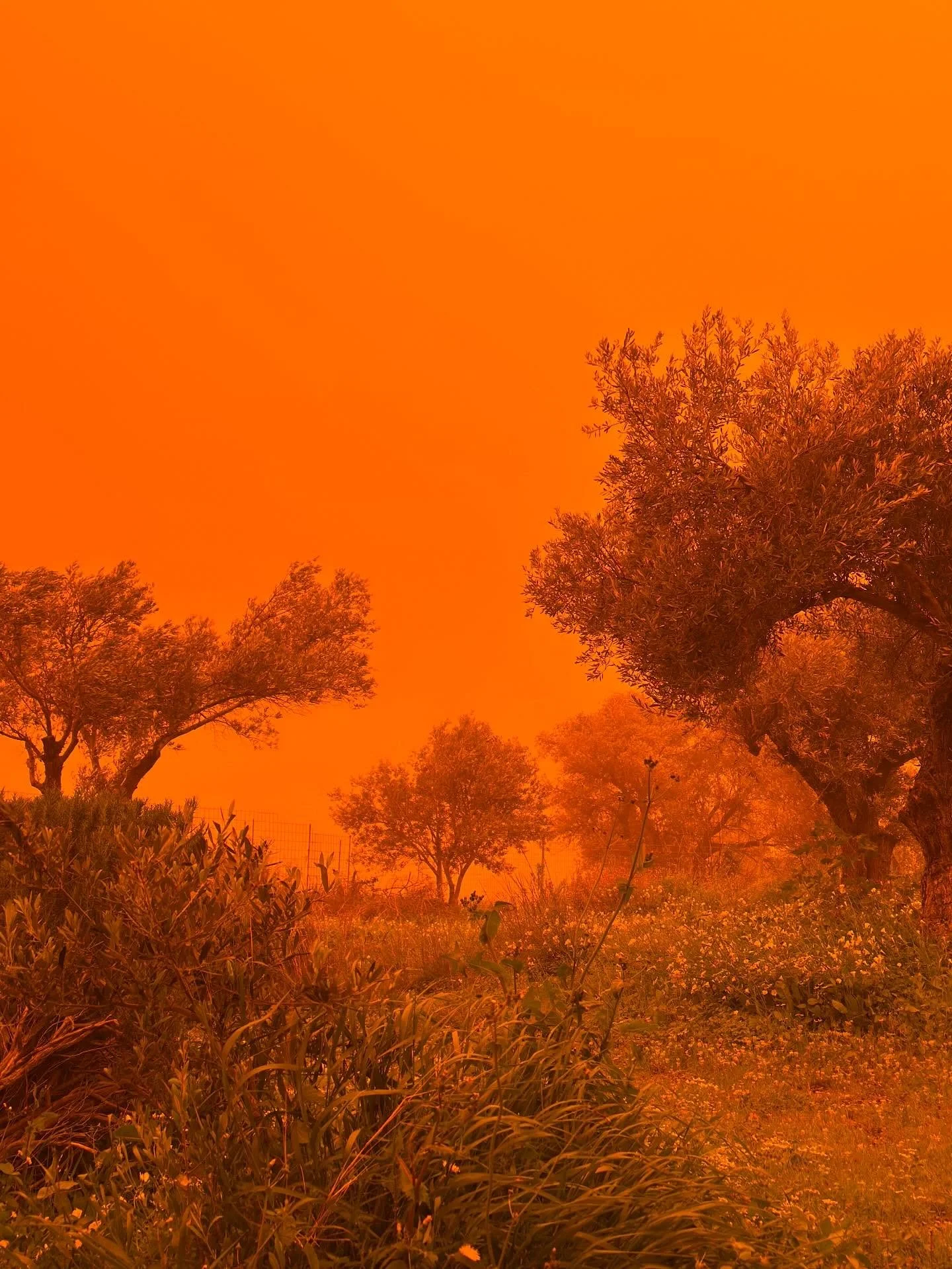 Some of the bonkers, Dune-like weather last week. 

#cretenature #cretewild #sandstorm