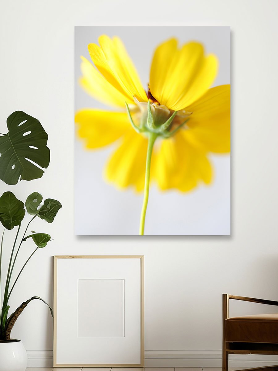 Coreopsis.Mock.jpg