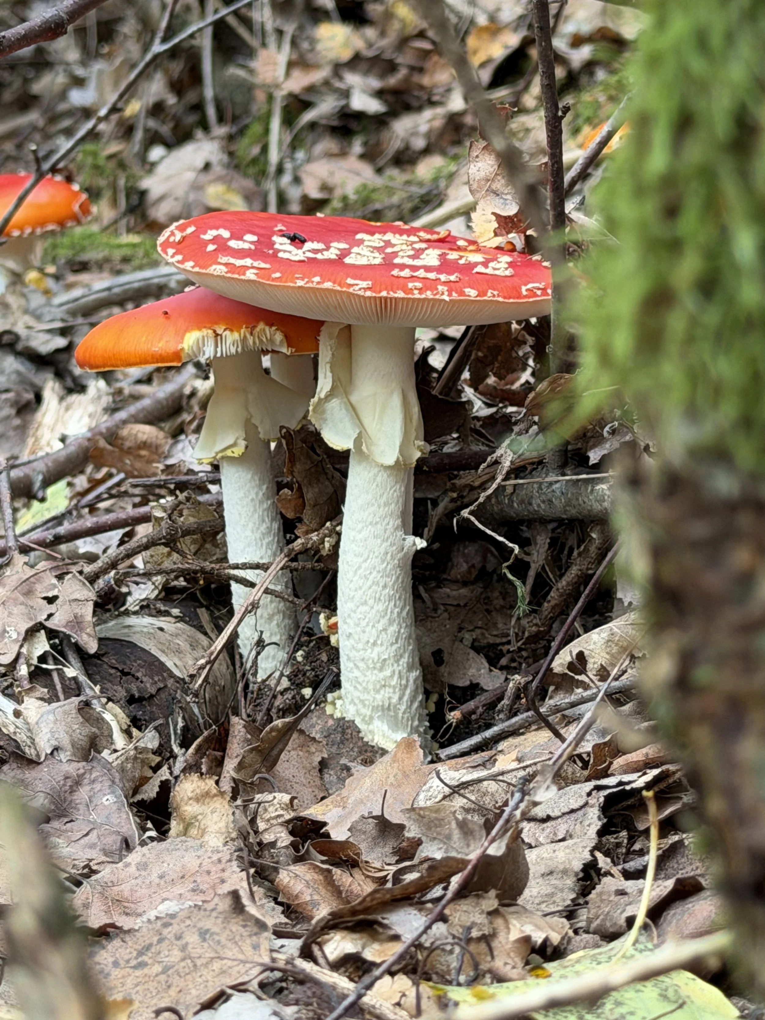 Pilzwanderug zum Jahreskreisfest Samhain