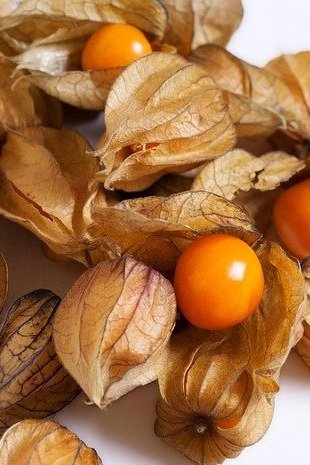 groundcherries-2366935_640.jpg