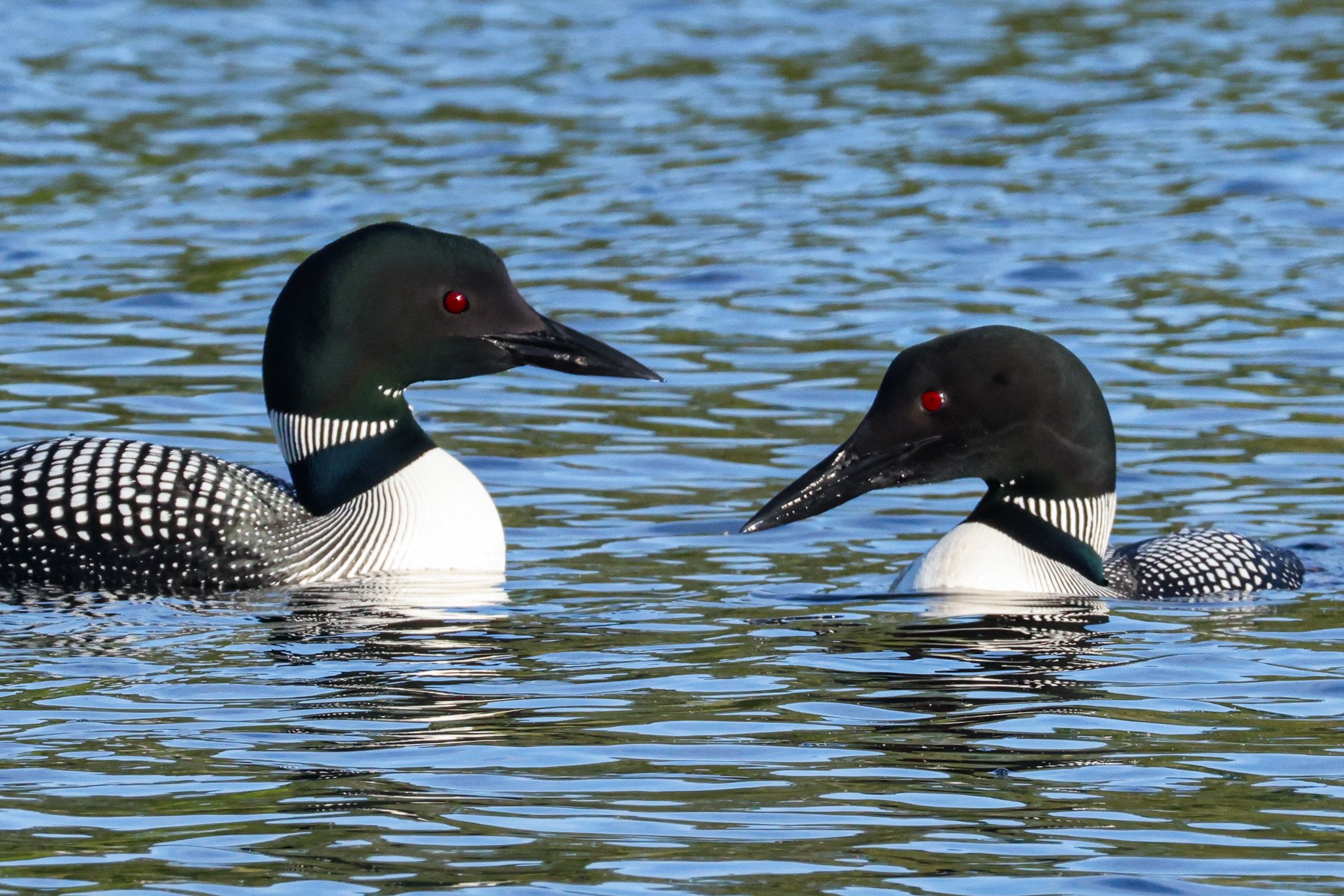 First Loon Quest of the Season: May 26