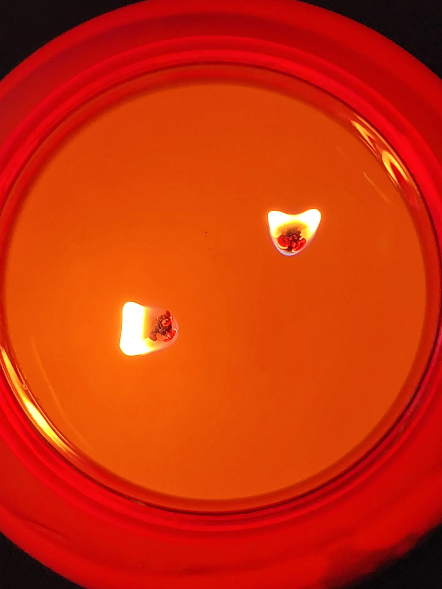 20210610_194205.jpg