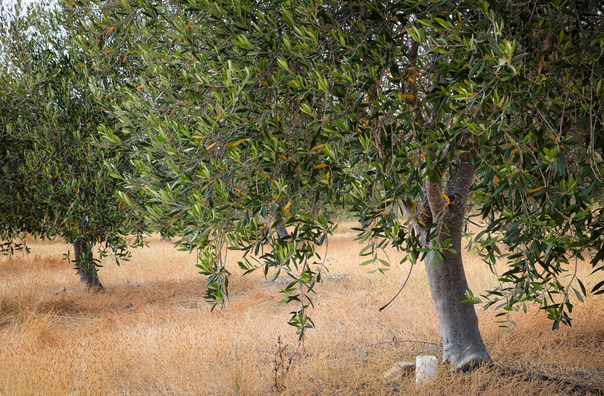 Sevillano Olive Trees - Olive Tree Farm