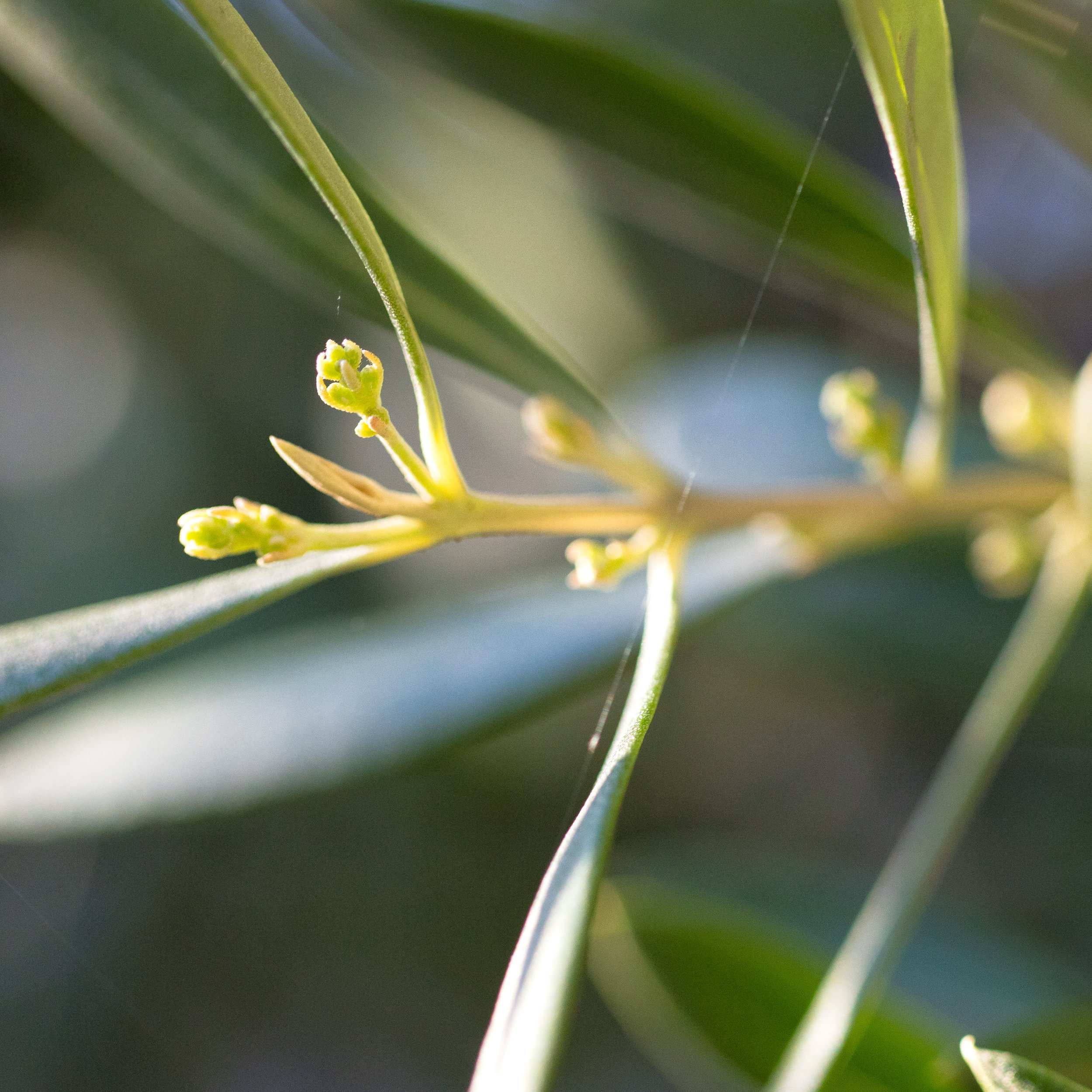 Olive Inflorescence and Pollination – EXAU Olive Oil