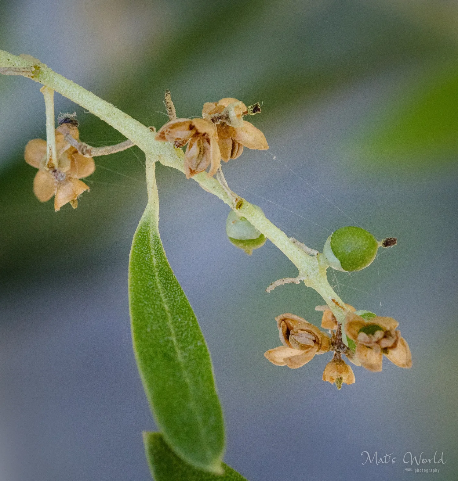 The Olive Oil Source Blog — The Olive Oil Source