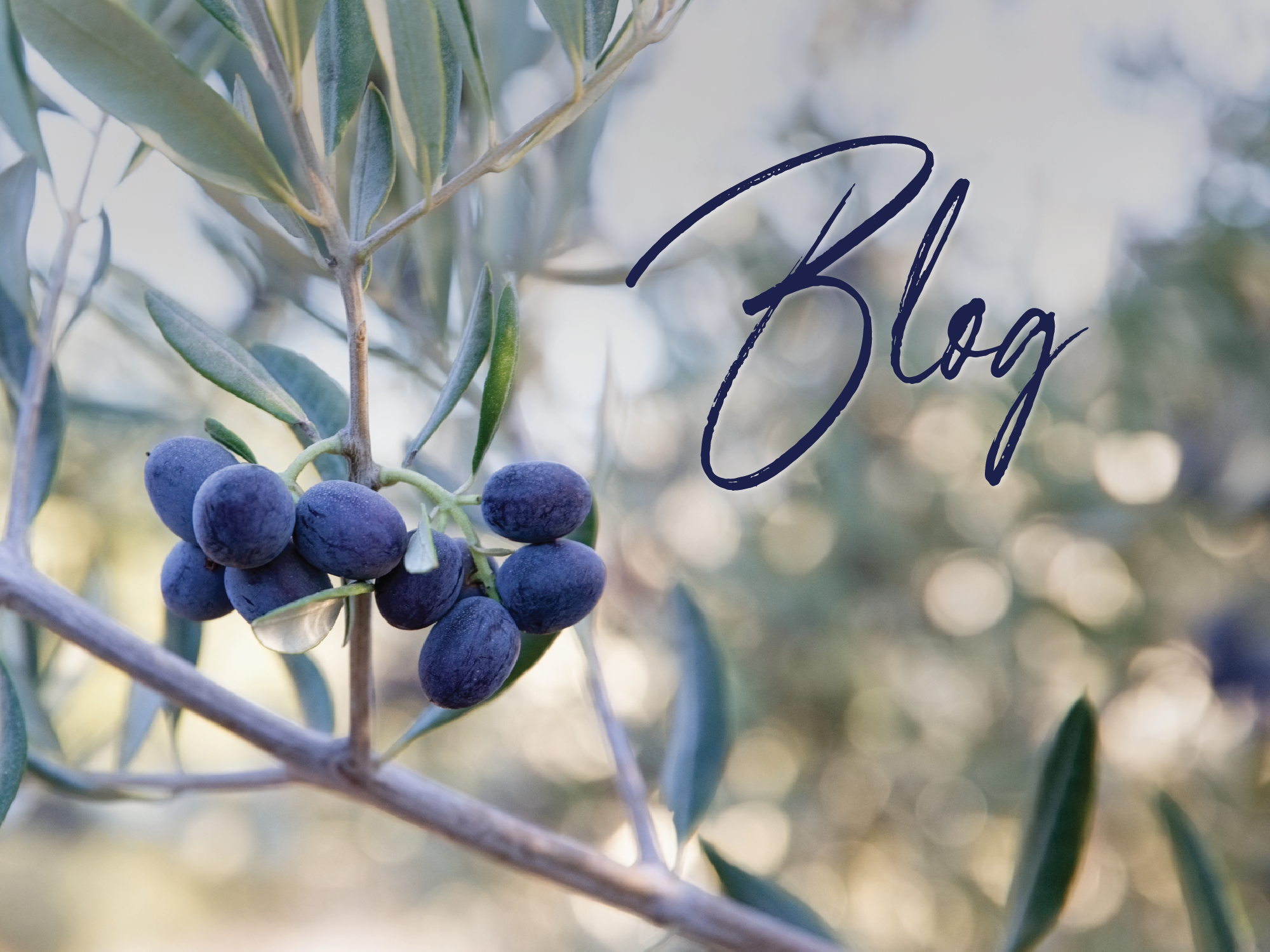 The Olive Oil Source Blog