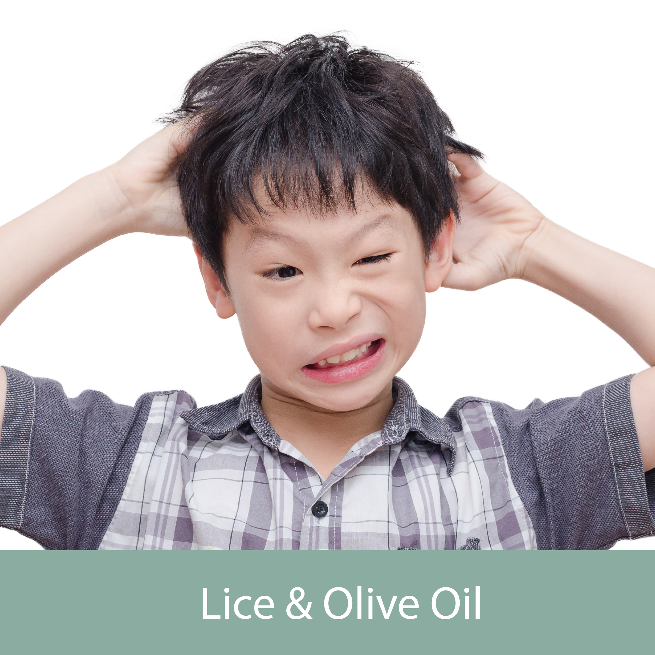 Lice and Olive Oil