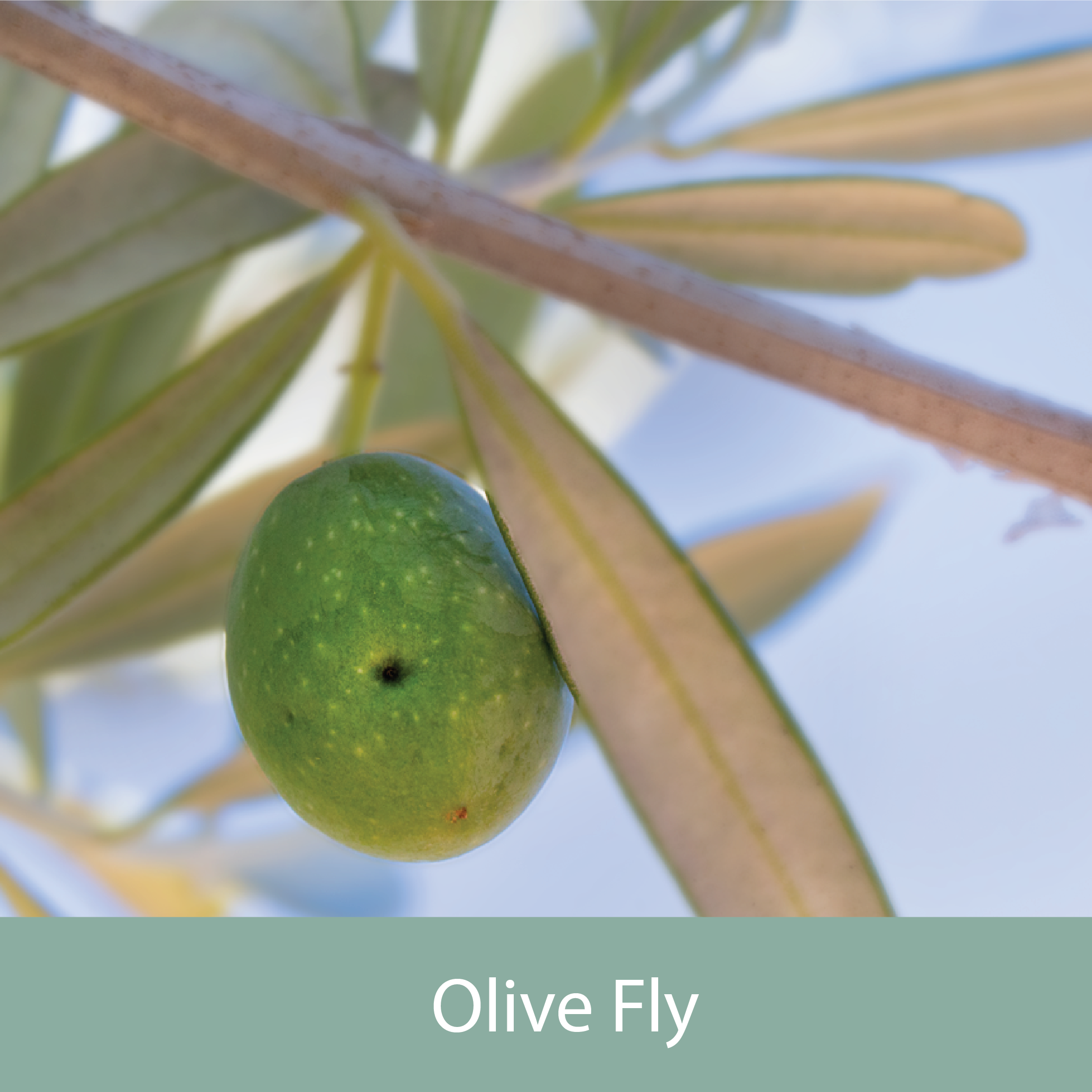 Olive Fly