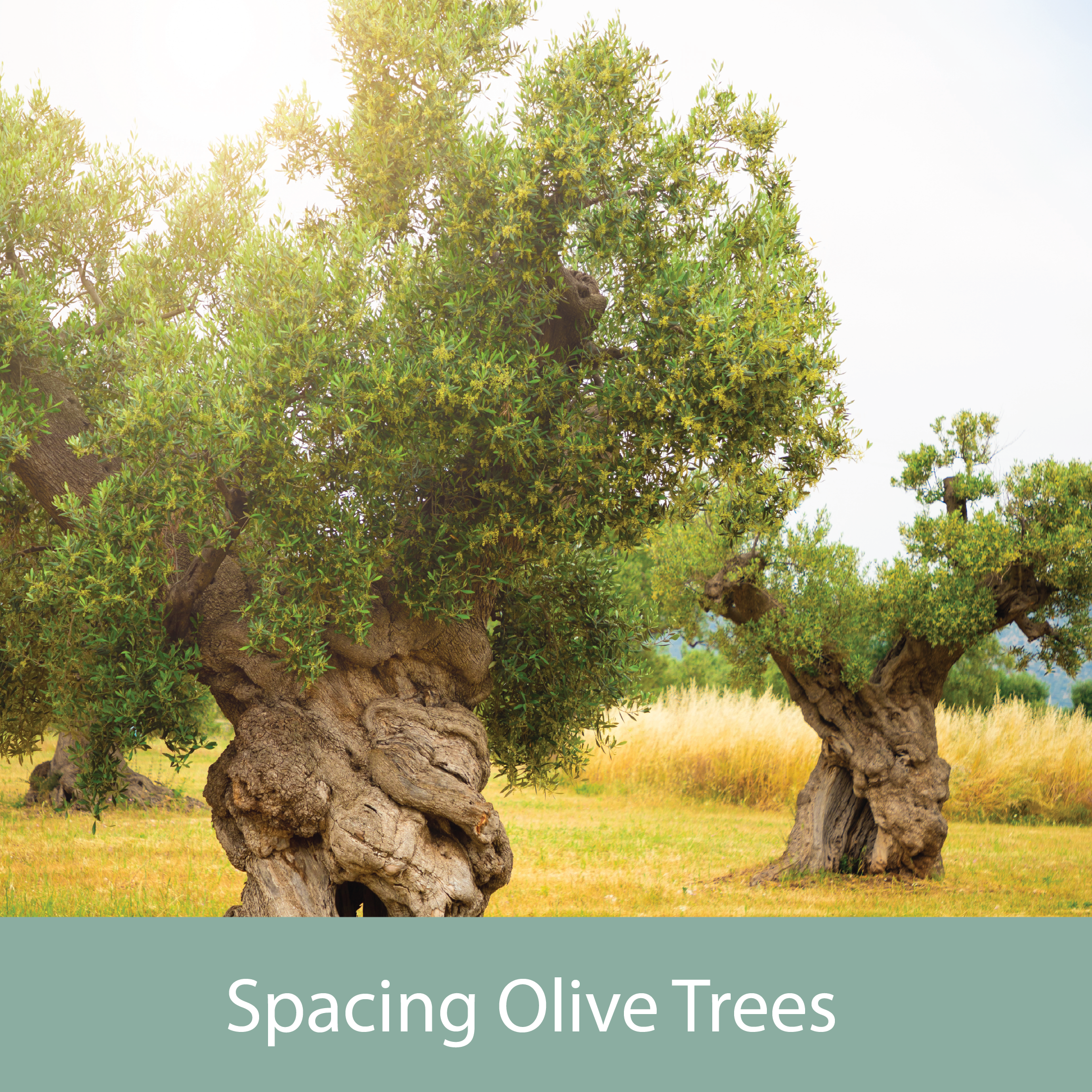 Spacing Olive Trees