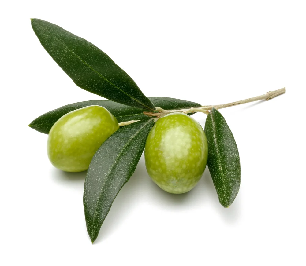 Are olives vegetable or fruit? — The Olive Oil Source